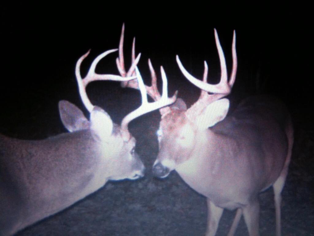 Trail Cam Tuesday