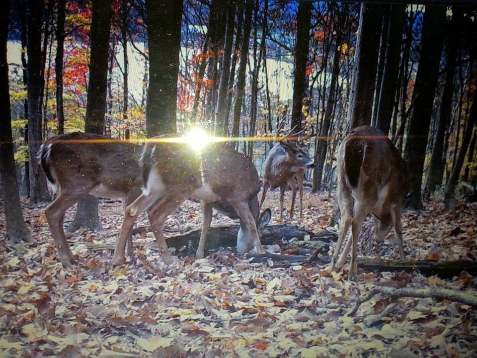 Trail Cam Tuesday