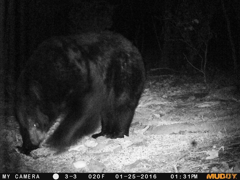 Trail Cam Tuesday