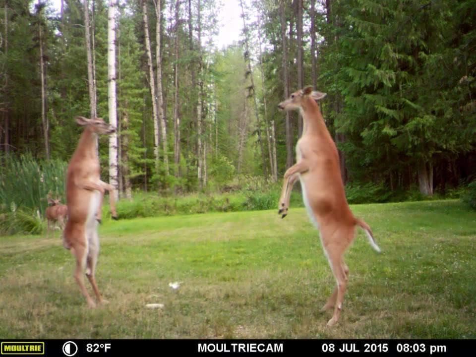 Trail Cam Tuesday