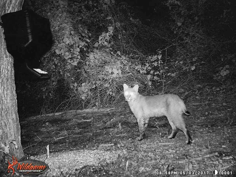 Trail Cam Tuesday