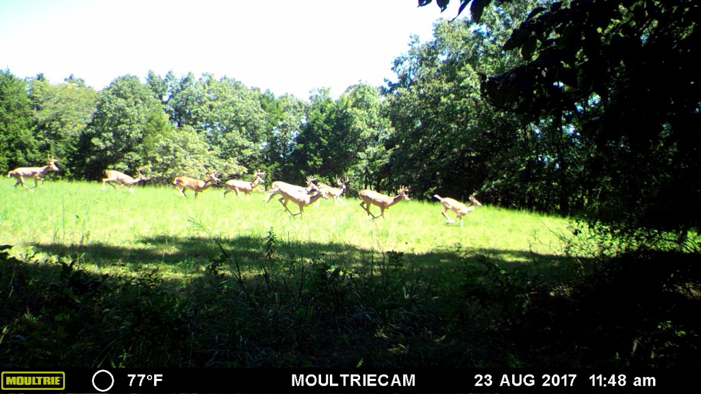 Trail Cam Tuesday