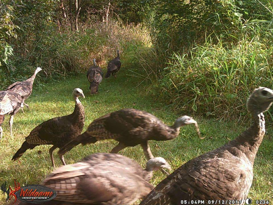 Trail Cam Tuesday