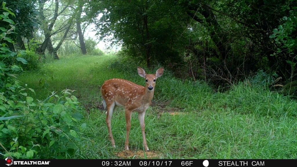 Trail Cam Tuesday