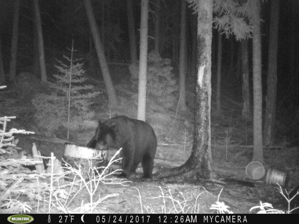 Trail Cam Tuesday