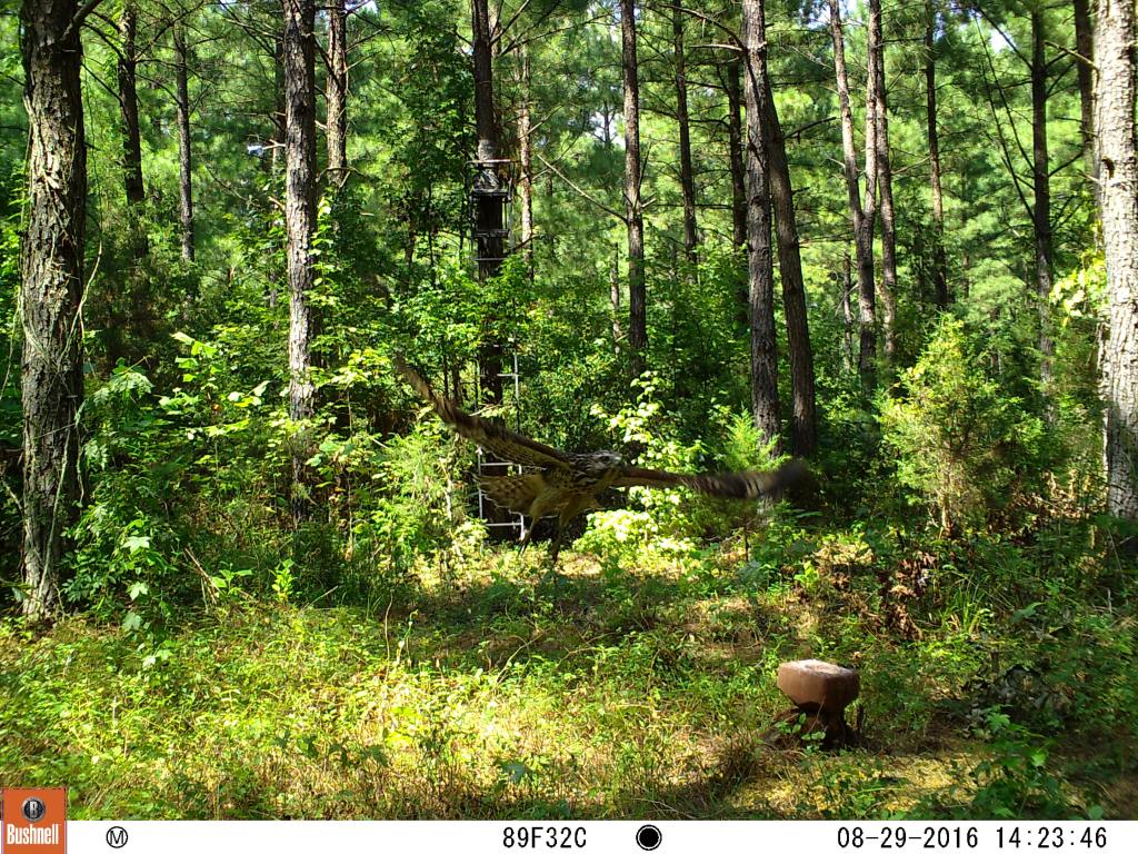 Trail Cam Tuesday