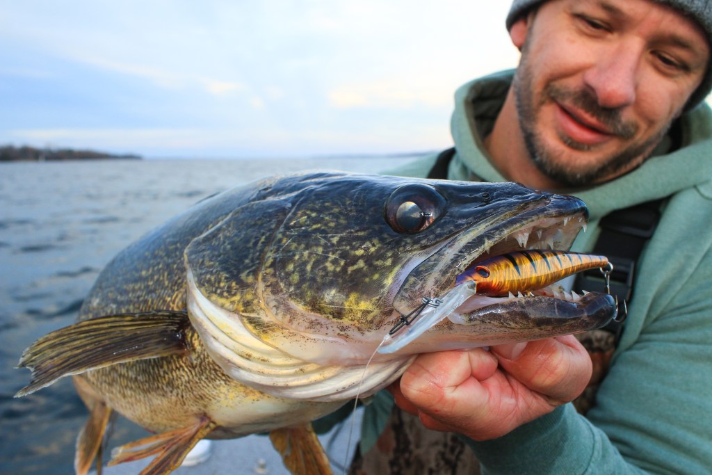 Bay of Quinte Walleye