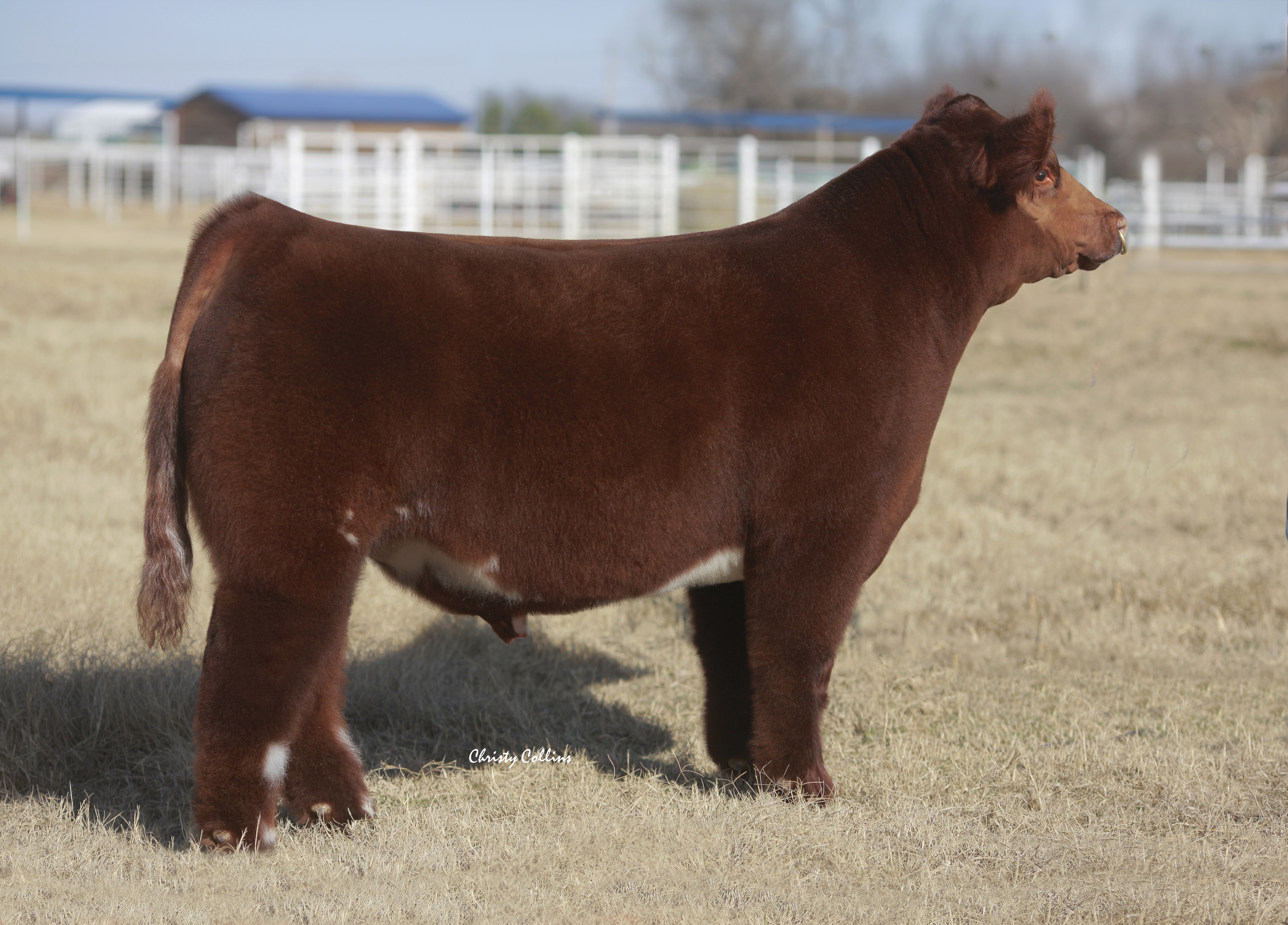 blow-dried cows