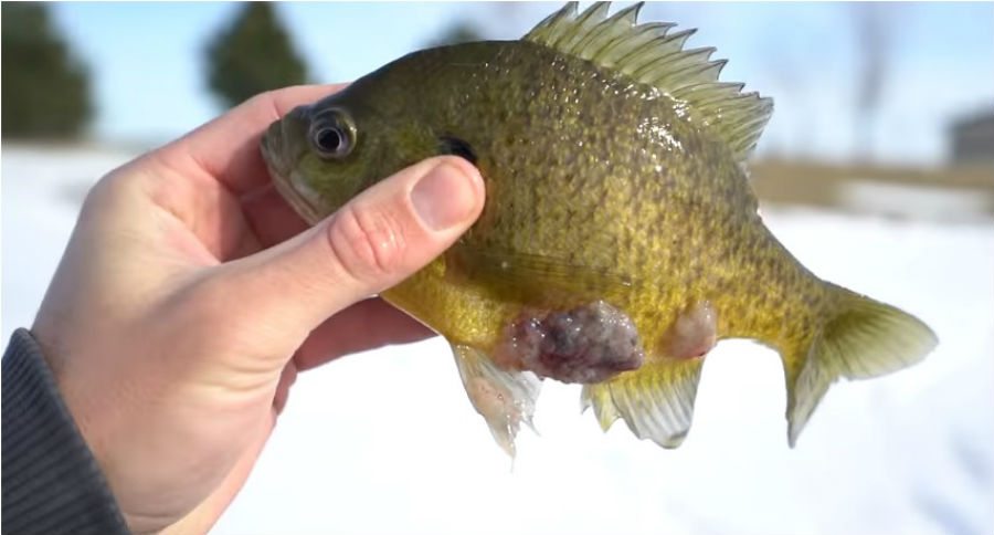 bluegill