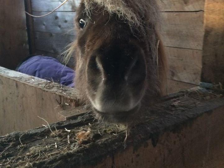 horse