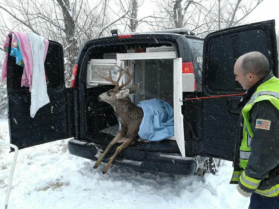 deer