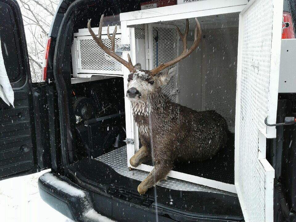 deer