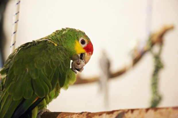 amazon parrot