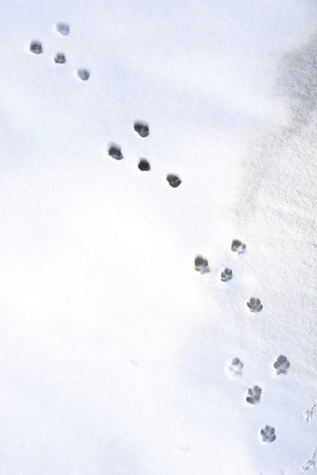 rabbit tracks