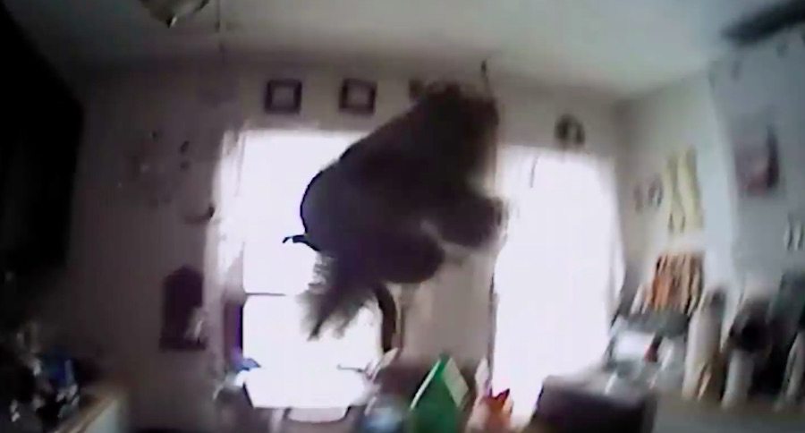 rogue squirrel