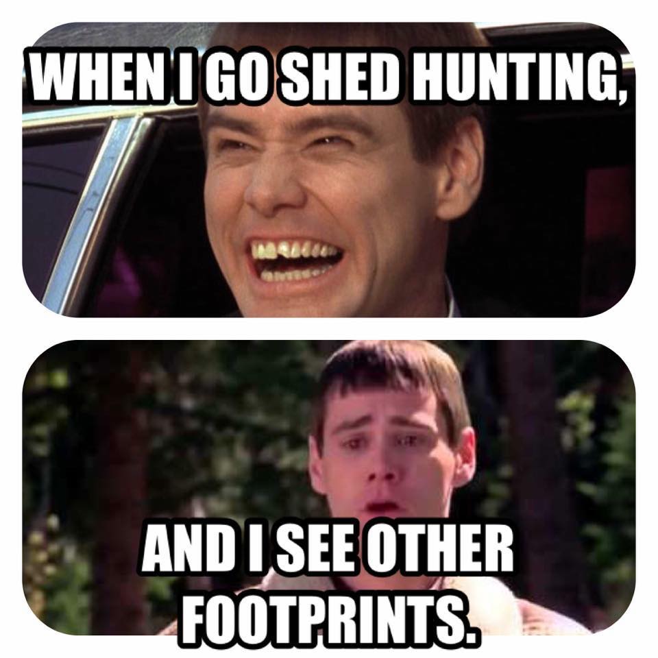 shed hunting