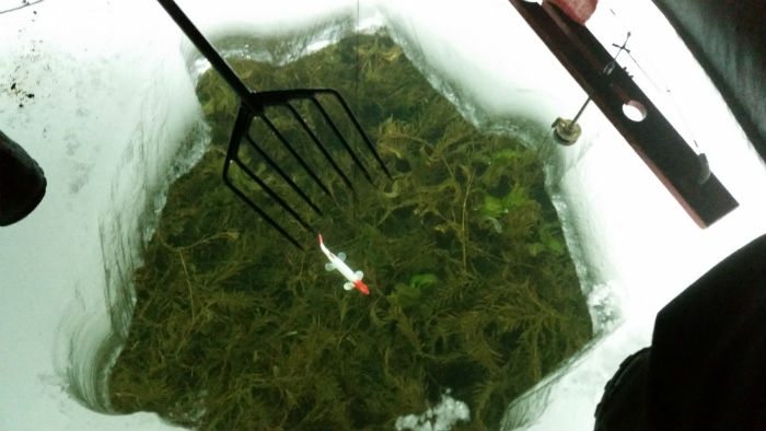 spearing