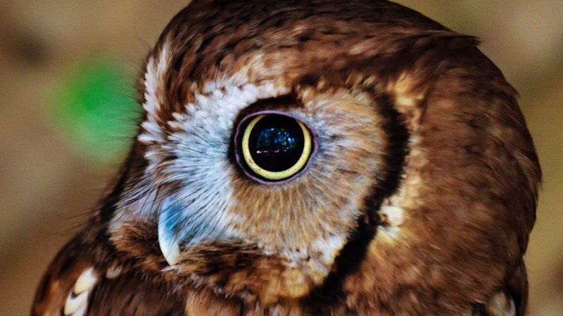 animal owl