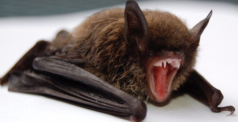 bat animal