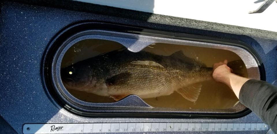 trophy walleye