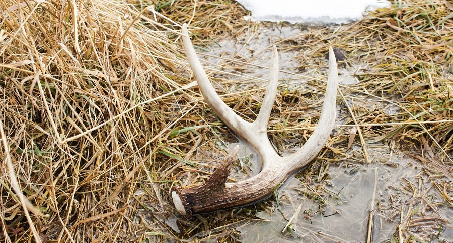 shed hunting