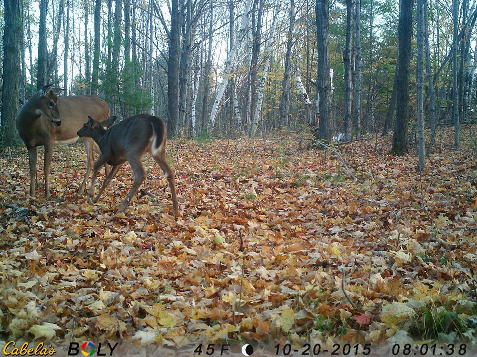 trail cam tuesday