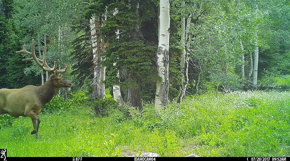 trail cam tuesday