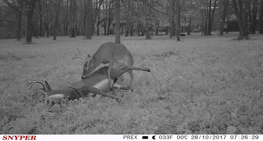 trail cam tuesday