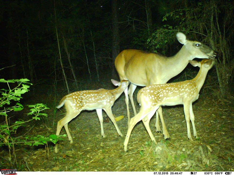 Trail Cam Tuesday