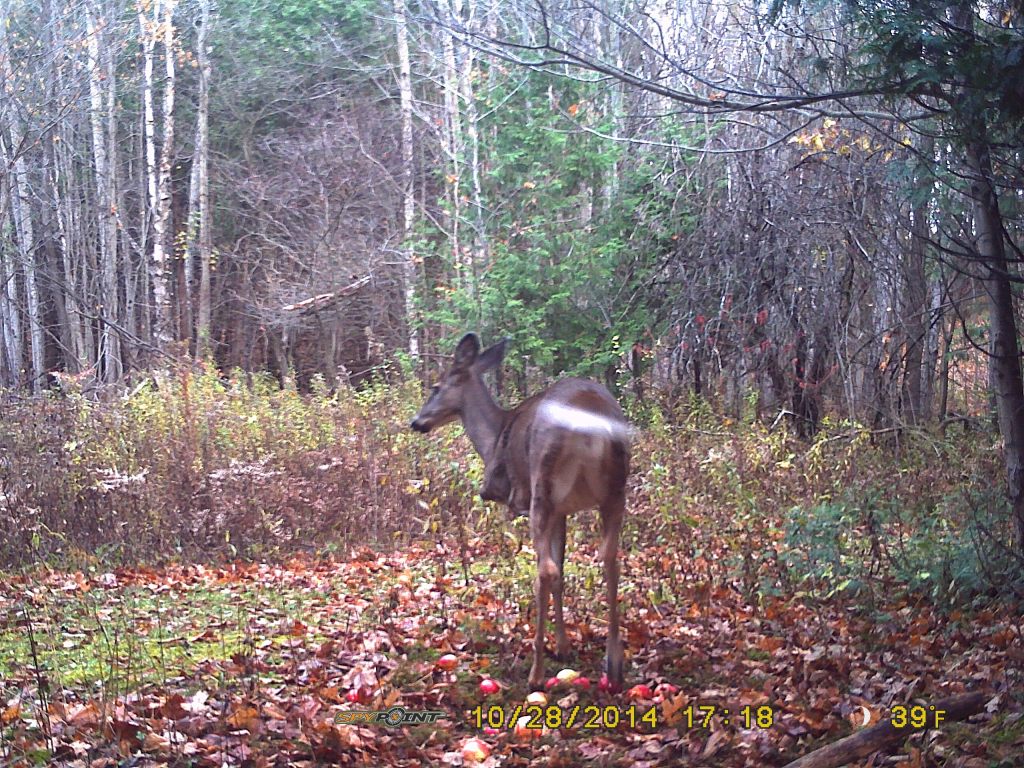 Trail Cam Tuesday