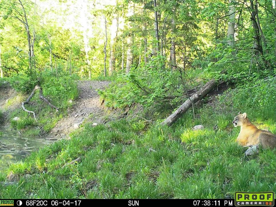 Trail Cam Tuesday