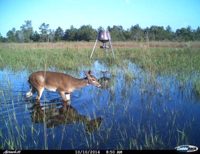 Trail Cam Tuesday