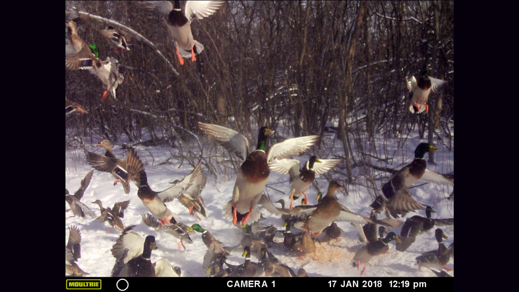 Trail Cam Tuesday