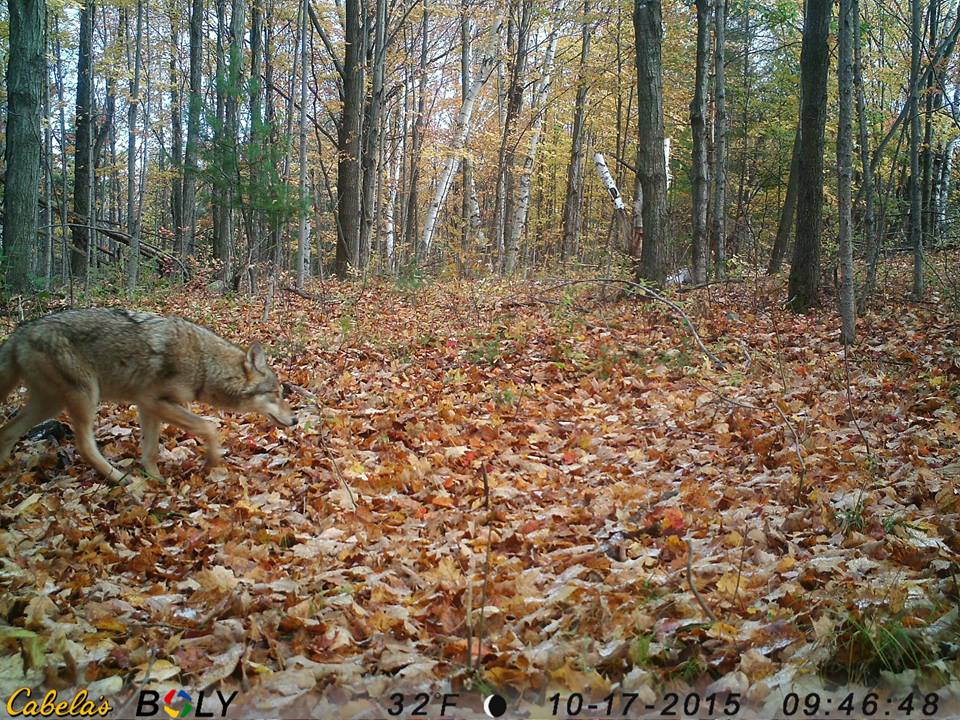 Trail Cam Tuesday