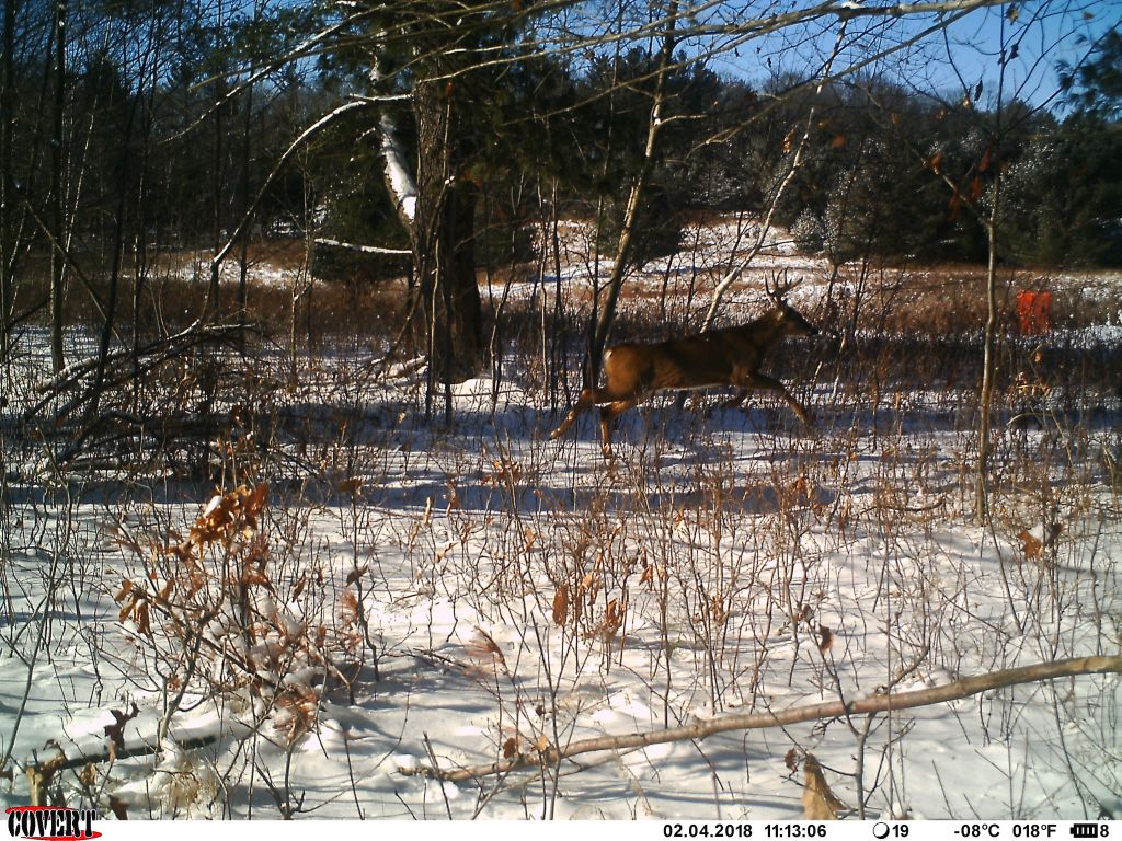 Trail Cam Tuesday