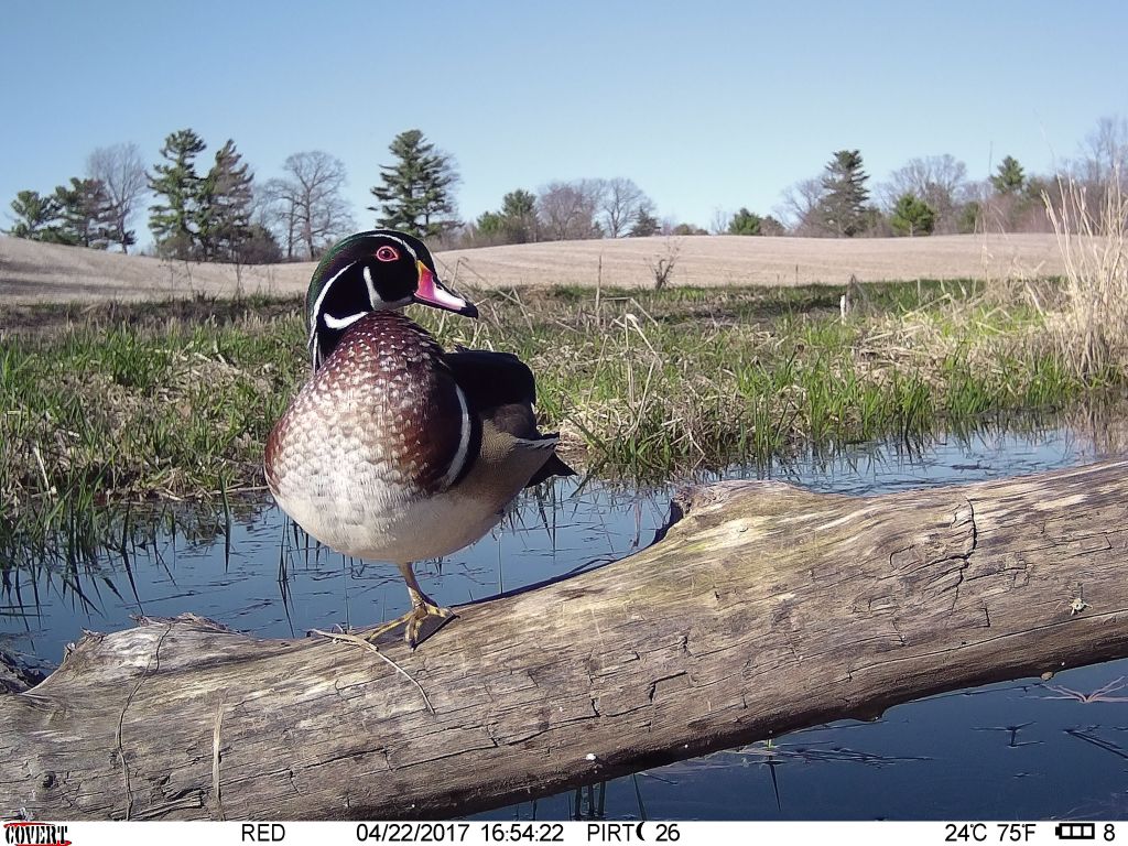 Trail Cam Tuesday