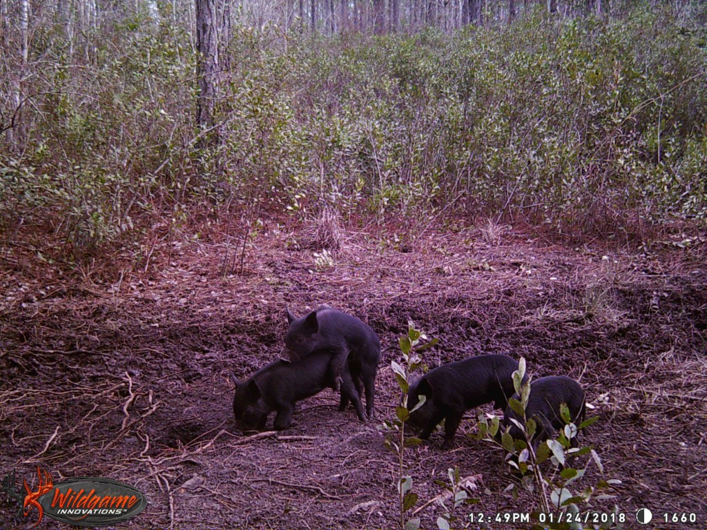 Trail Cam Tuesday