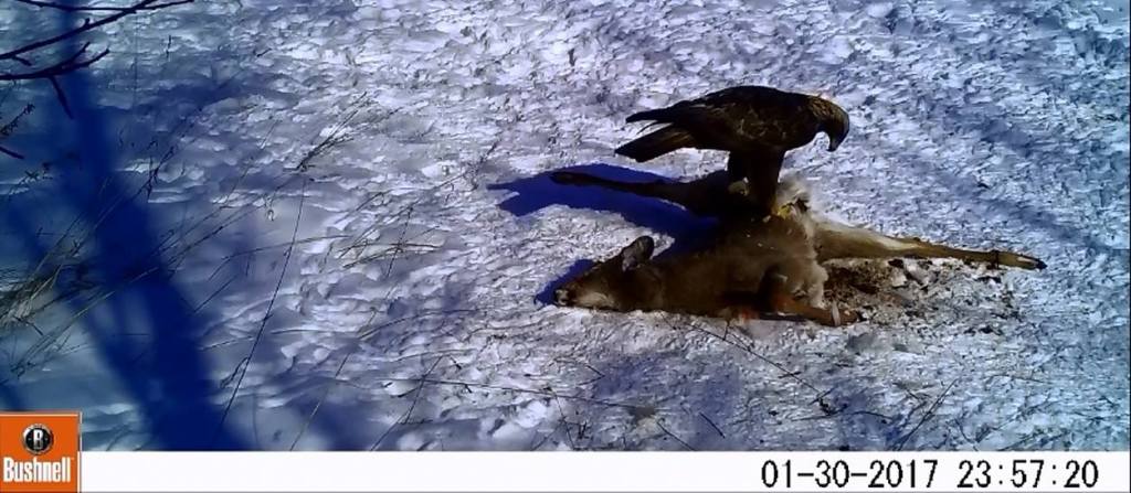 Trail Cam Tuesday