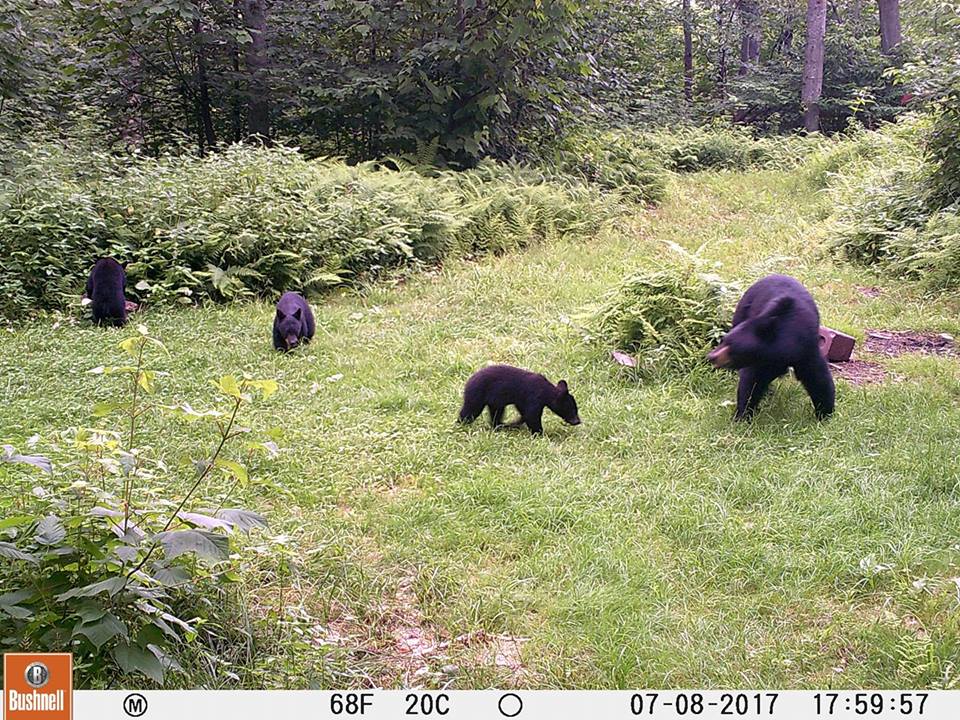 Trail Cam Tuesday