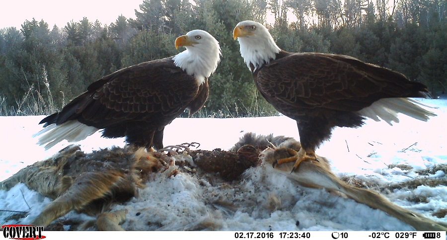 Trail Cam Tuesday
