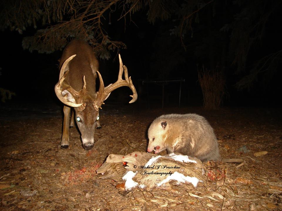 Trail Cam Tuesday