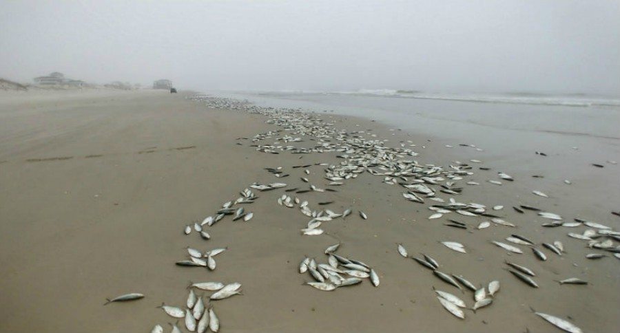 North Carolina Fish Kill