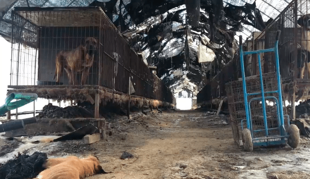 dog meat farm