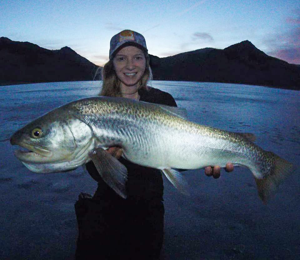 tiger trout
