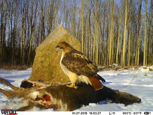 Trail Cam Tuesday