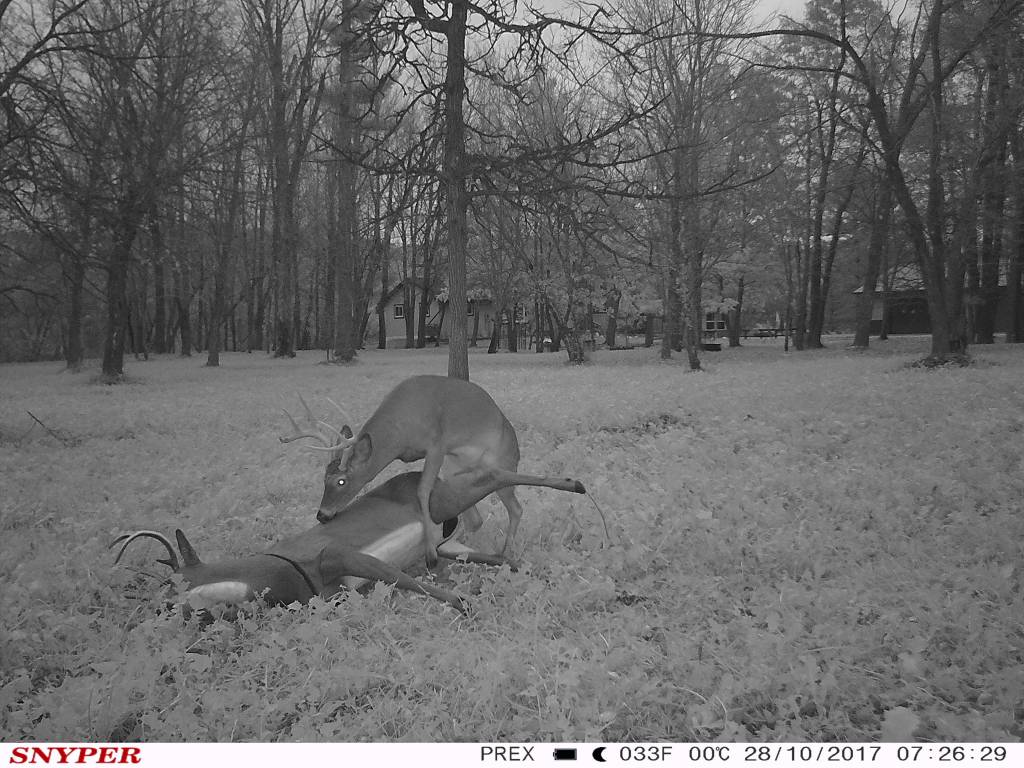 trail cam tuesday