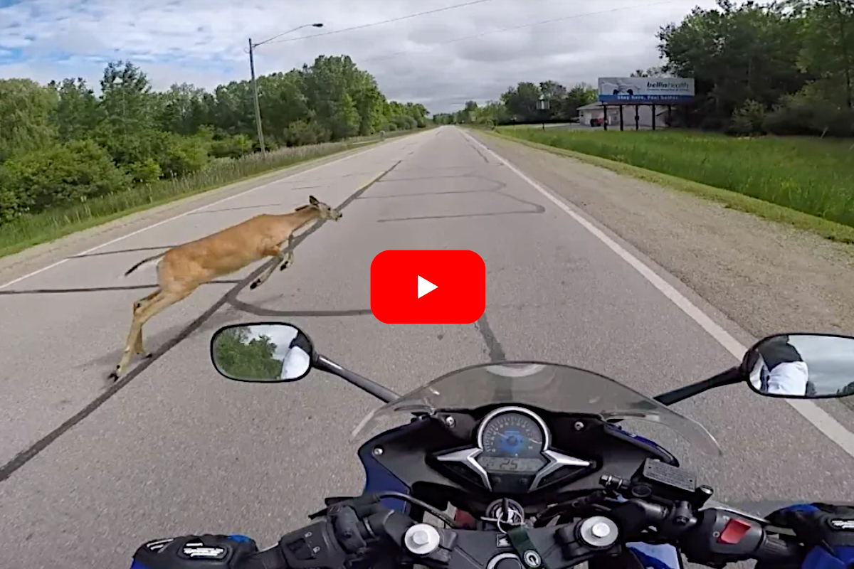 Animal-Vehicle Collisions