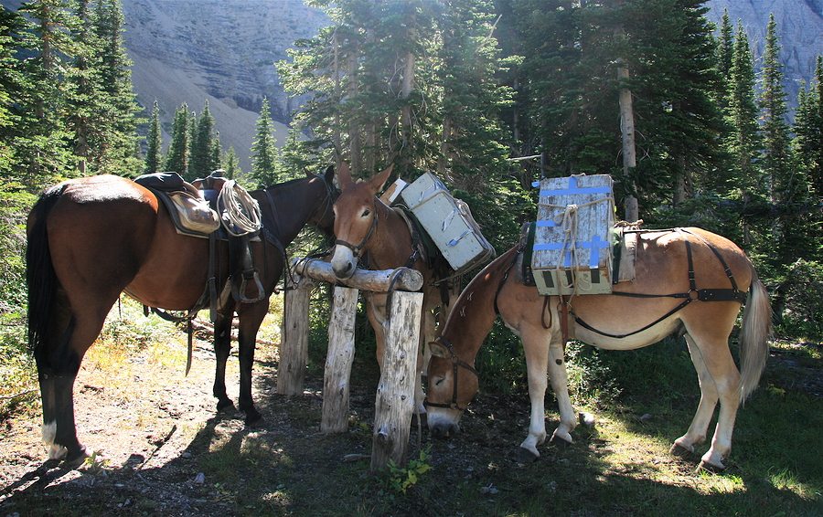 Pack Mules 