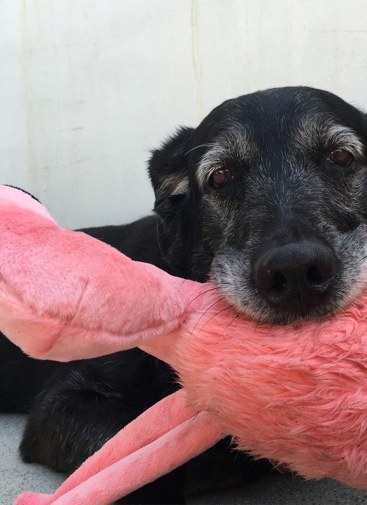 senior dog