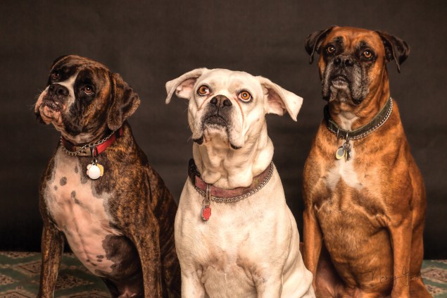 dogs